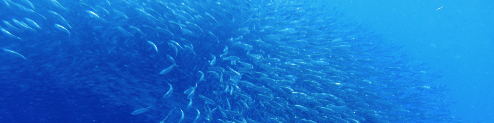 Fischschwarm als Metapher für systemische Selbstorganisation, lebendige und dynamische Kraft von Systemen, lebendigen Systemen, neue Perspektiven, Wahlmöglichkeiten, Mindful-bwl